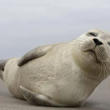 Weloveoostende - Newly Renovated Large 150m From The - Including Bed Sheets And Final Clea-ning Daire *